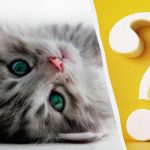 Alleen mensen met een hoog IQ zien in 10 seconden