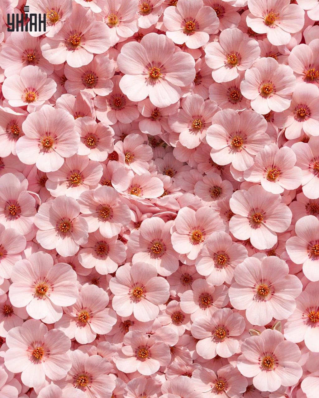 Slechts 1% van de mensen kan een konijn vinden in 11 seconden: een verrassend complexe optische illusie