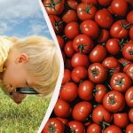 Snelle IQ-test: slechts enkelen vinden een granaatappel tussen de tomaten
