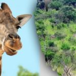 Vind alle dieren in de afbeelding in 10 seconden: een